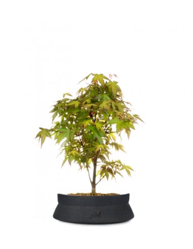 Acero Bonsai