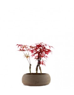 SHOP, Bonsai, Piante giovani, Caducifoglie, [J148] Acero rosso  giapponese, ca. 3 anni (10-45 cm)