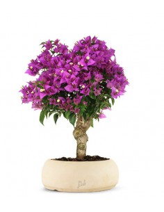 Bougainvillea M