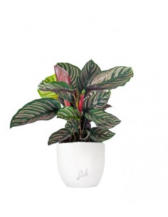 Calathea sanderiana