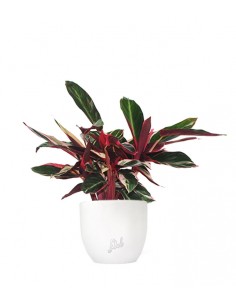 Calathea Triostar