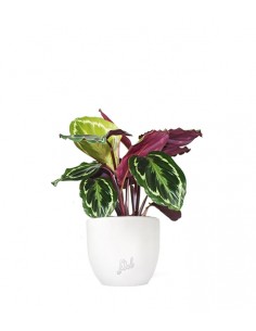 Calathea Veitchiana