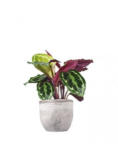 Calathea: la pianta decorativa dalle splendide foglie - Flobflower