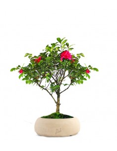 Camellia Bonsai