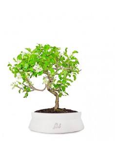 Bonsai di Pepe - Vasta disponibilità di misure e forme sul nostro store!