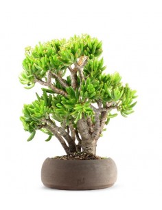 Crassula Ovata Hobbit