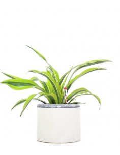 Dracena lemon lime idrocoltura