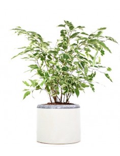 Ficus Beniamino idrocoltura