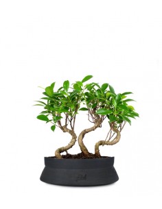 Ficus Boschetto M