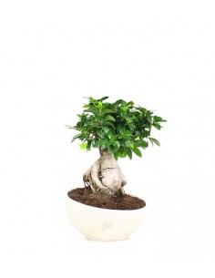 Ficus ginseng vaso ciotola...