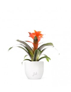 Guzmania Fiero Orange