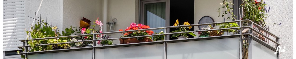 Piante da Balcone: Sempreverdi, Perenni e Aromatiche | Acquista Online