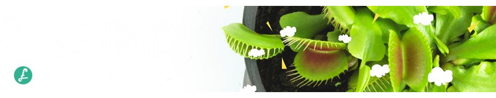 Carnivorous plant online! Buy now