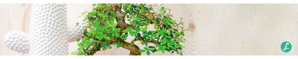 Indoor Bonsai! Choose the best species online!