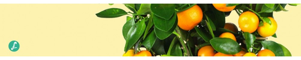 Citrus Bonsai Online! Design Pot- Shipping in main European country