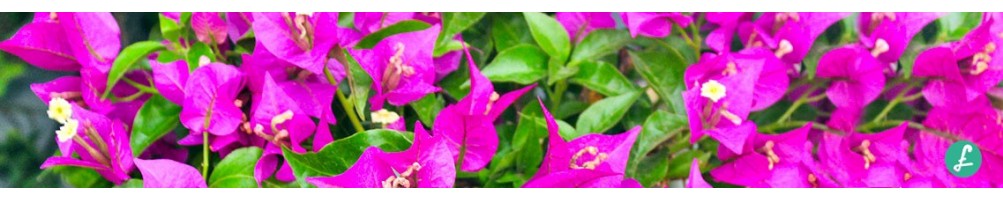 Bougainvillea Bonsai