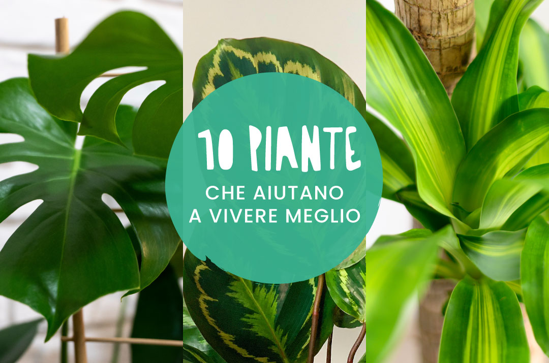 Una selezione di dieci diverse piante da appartamento per vivere meglio