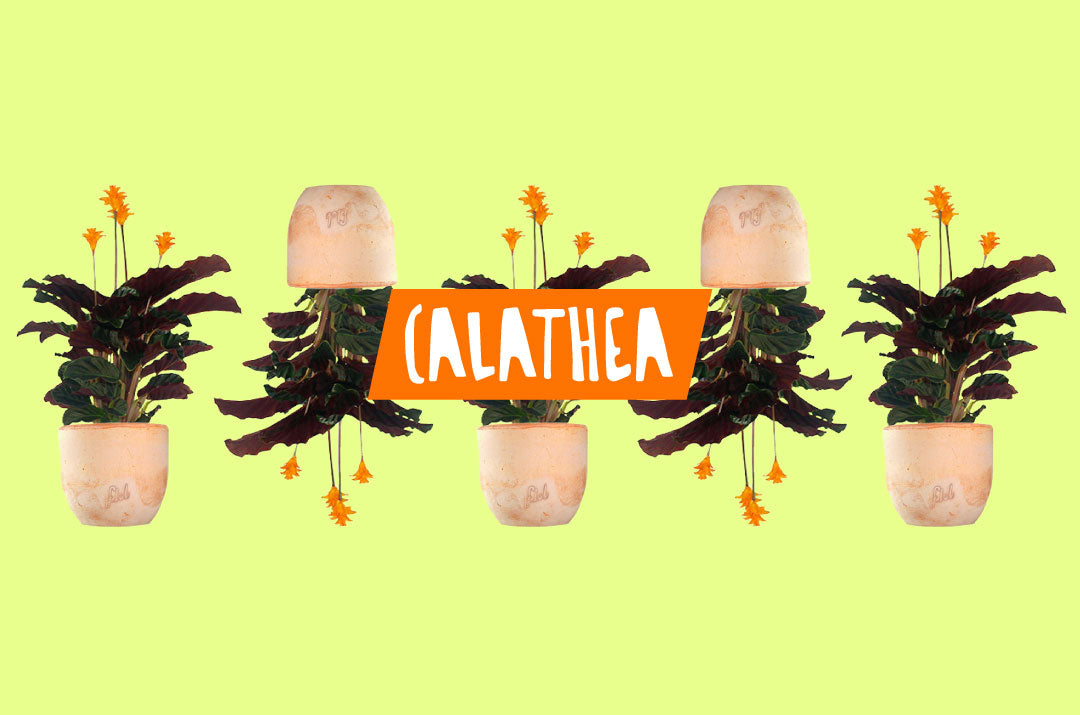Pianta ornamentale Calathea crocata d'appartamento in vaso artigianale flob