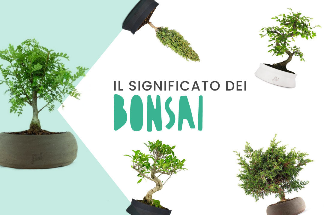 Bonsai in vasi artigianali, piante che uniscono estetica e filosofia zen per esprimere armonia, sentimenti e natura.