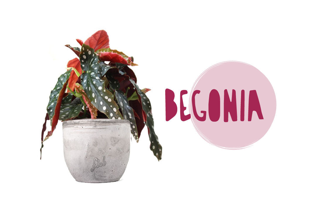 Pianta di begonia maculata con vaso di terracotta flob