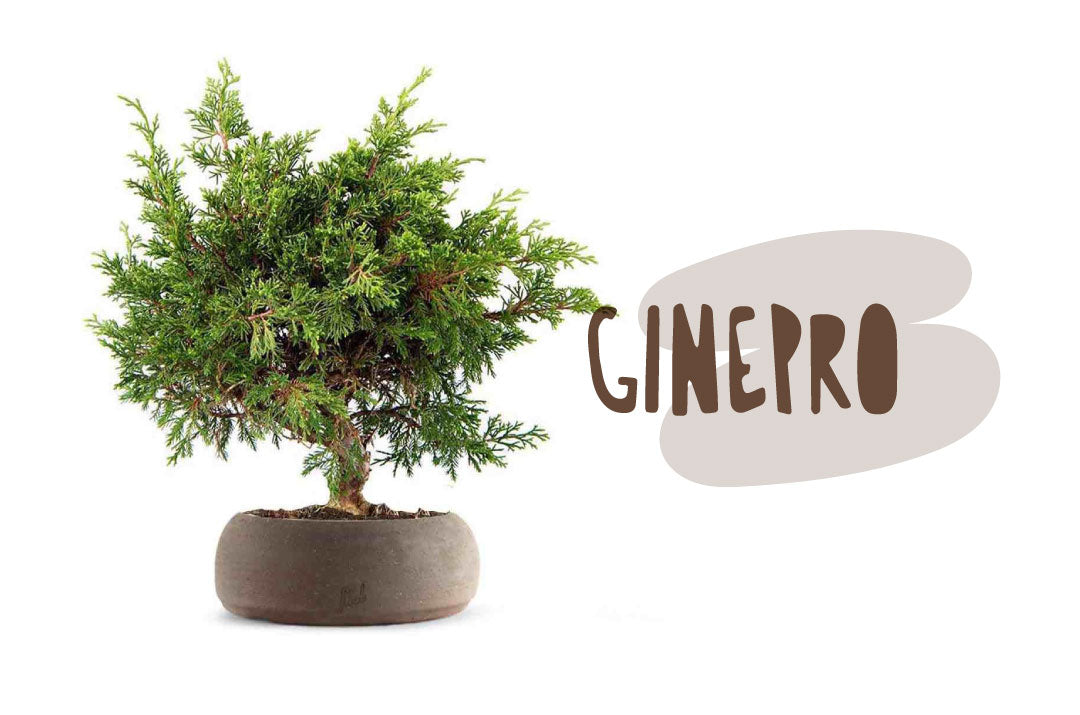 Bonsai di ginepro con vaso artigianale flob marrone