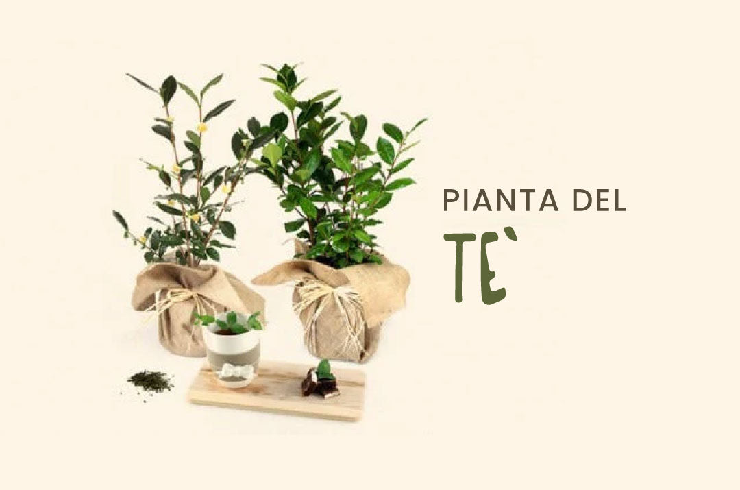 piante di Camellia sinensis (la pianta del tè) caratterizzata da foglie verdi lucide e piccoli fiori bianchi