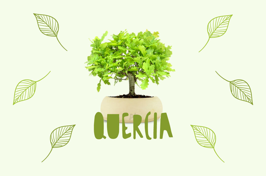bonsai di quercia con vaso bianco artigianale flob