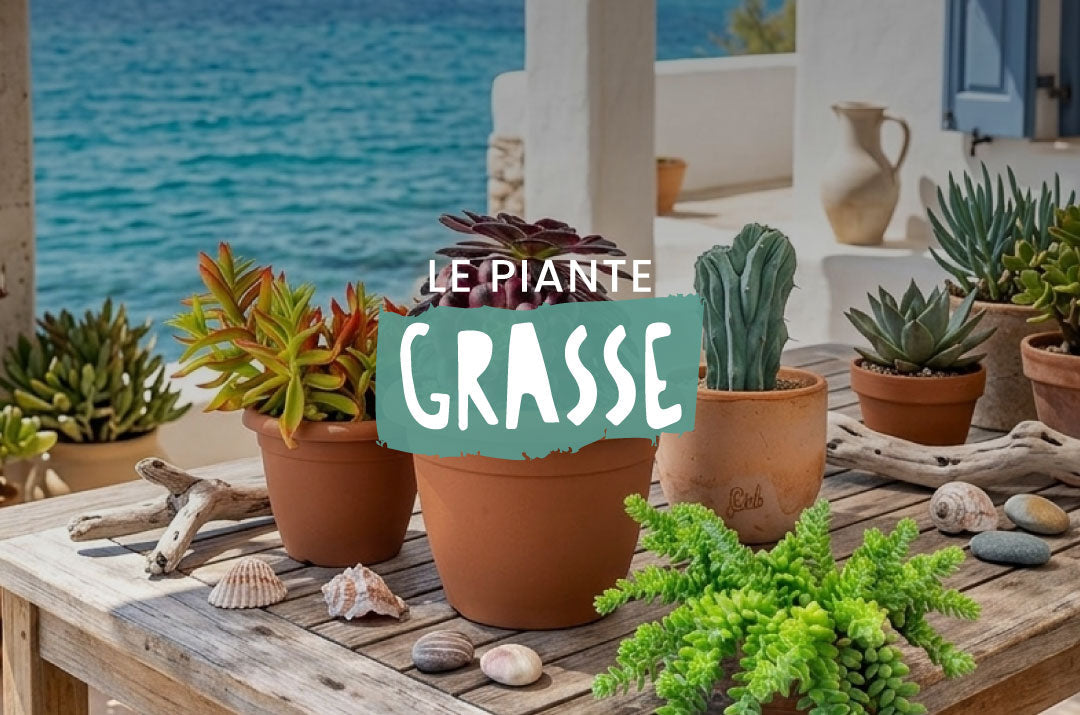 Una collezione di piante grasse da interno ed esterno, con succulente e cactus di varie specie ideali per decorare casa e giardino