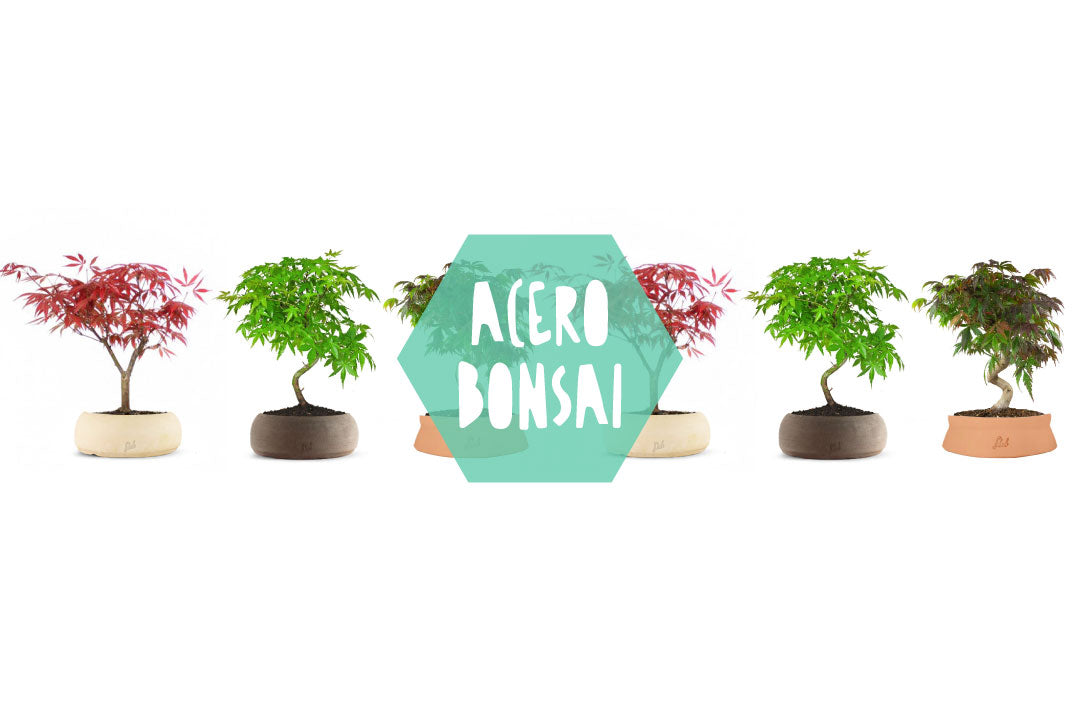 selezione di aceri rossi bonsai disposti in fila con vasi artigianali flob colorati