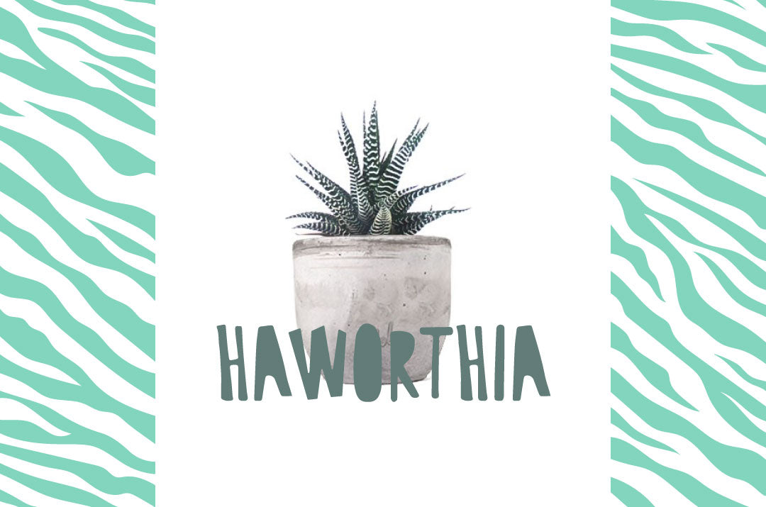 Una piccola pianta succulenta Haworthia fasciata in vaso, caratterizzata da foglie appuntite verde scuro disposte a rosetta e ricoperte da vistose striature bianche in rilievo.