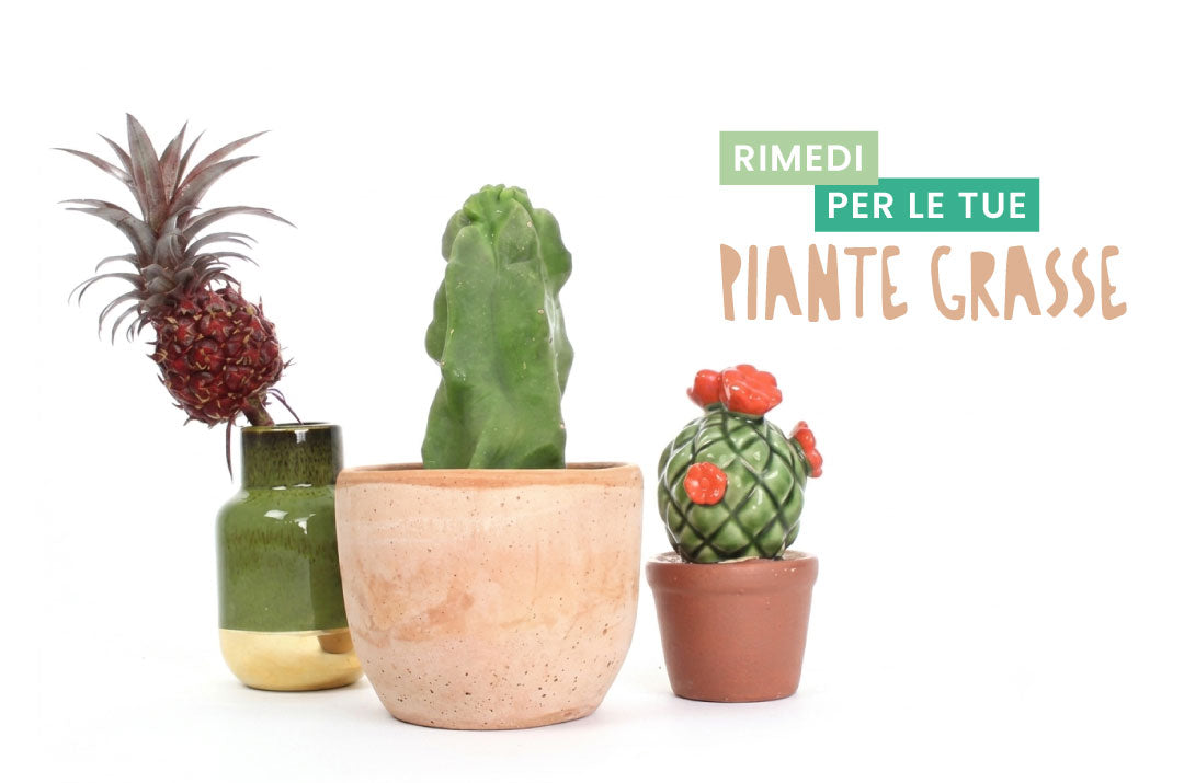 Collezione di diverse tipologie di piante grasse e cactus in vaso, un esempio di varietà succulente da esterno e da interno soggette a cure specifiche per prevenirne il deperimento.