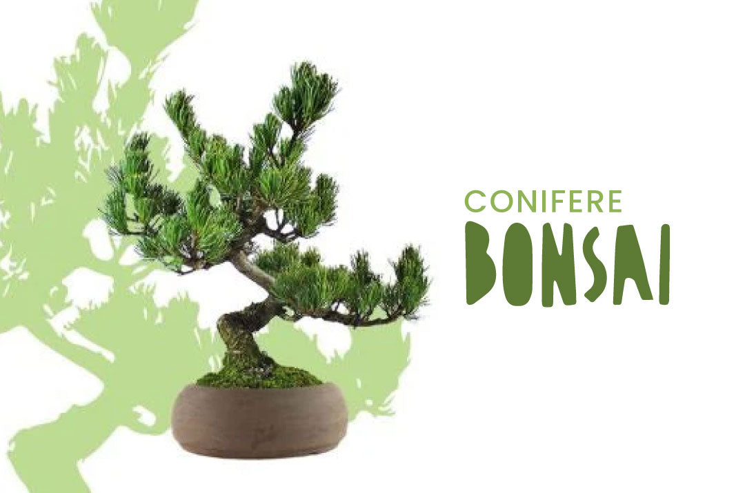 Bonsai di ginepro, conifera rustica e resistente