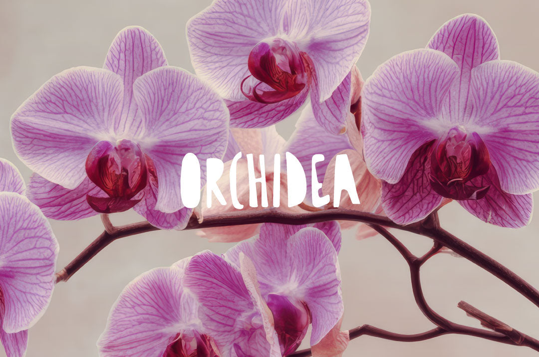 primo piano di fiori di orchidea rosa