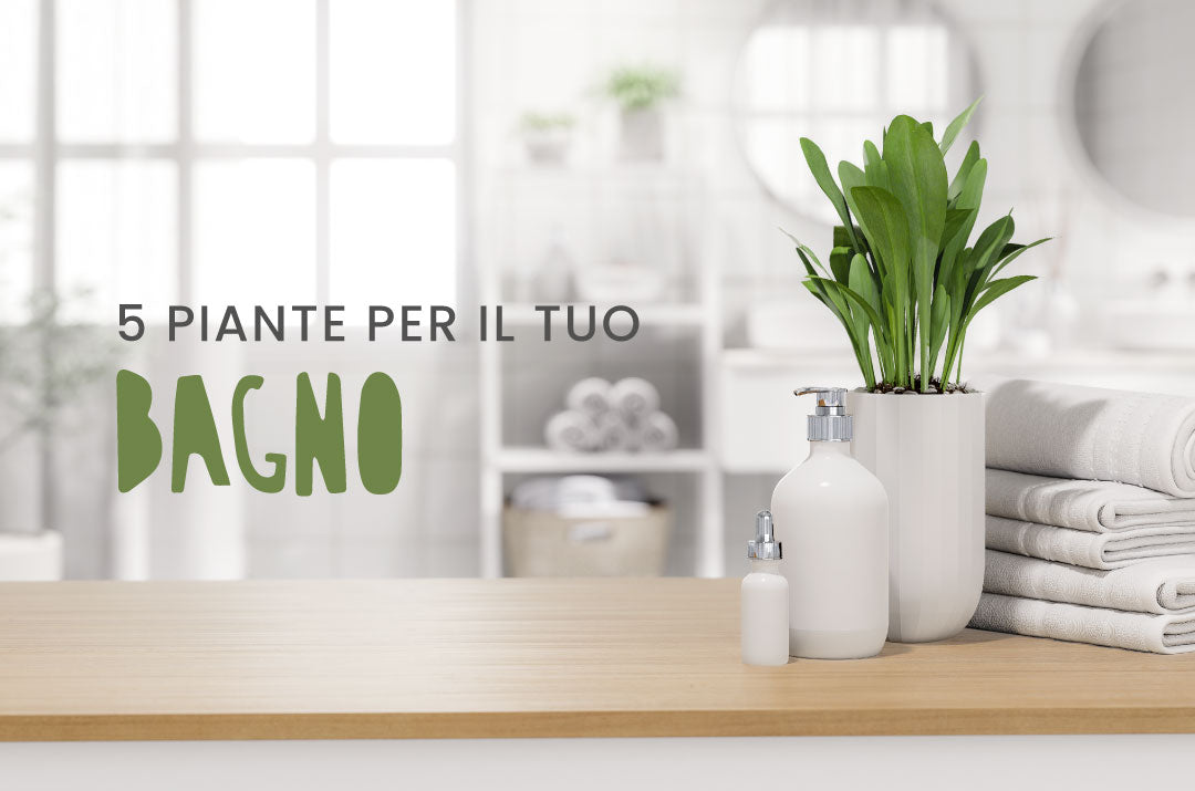 Piante da interno resistenti all'alto tasso di umidità