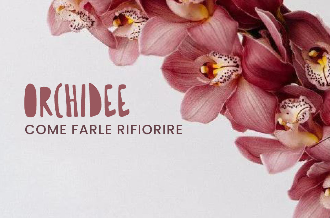 dettaglio di fiori di orchidea di colore rosso