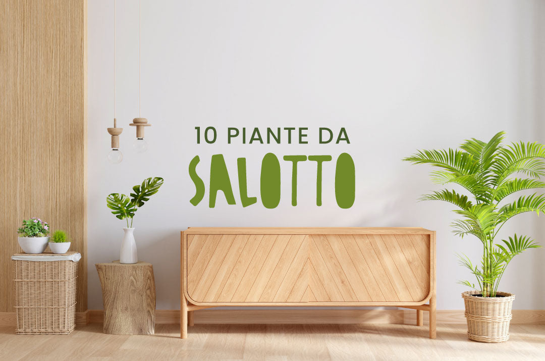 piante da salotto ornamentali e purificanti in vaso, una selezione di varietà botaniche come il Filodendro e la Pilea per decorare la casa in stile moderno, rustico o accattivante.
