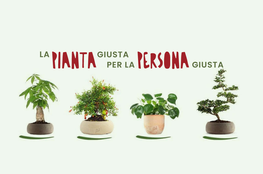 Una selezione di rigogliose piante da appartamento e bonsai flob, pronte da donare alle persone care.