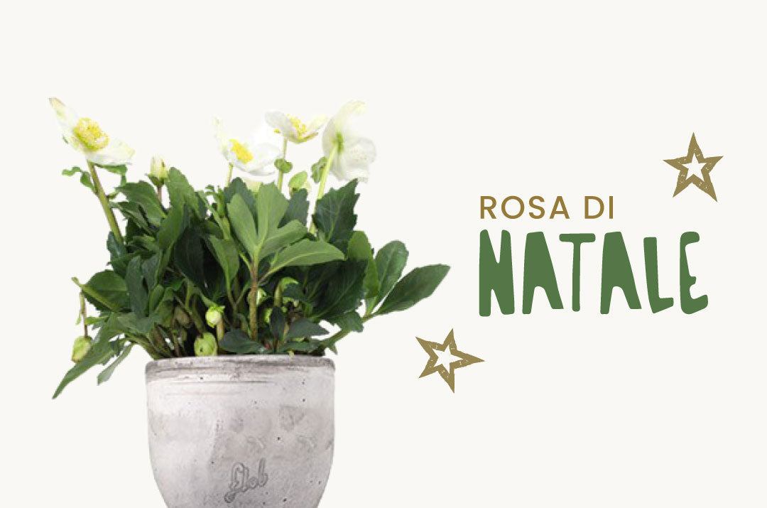 Un primo piano di fiori di Rosa di Natale (Elleboro o Helleborus) con i loro caratteristici petali bianchi e sfumature delicate, appartenenti alla famiglia delle Ranunculaceae.