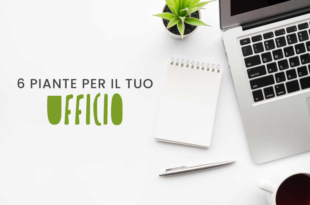 Piante da ufficio resistenti in vaso, la scelta ideale per decorare gli spazi aziendali chiusi