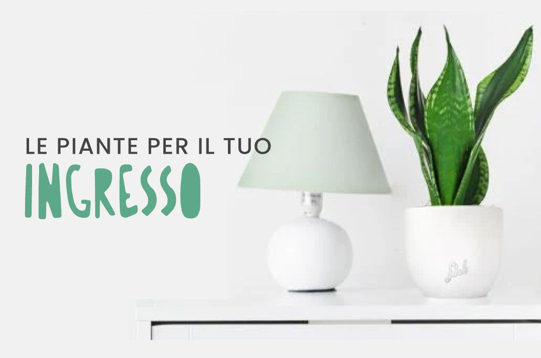 Piante da ingresso d'appartamento in eleganti vasi