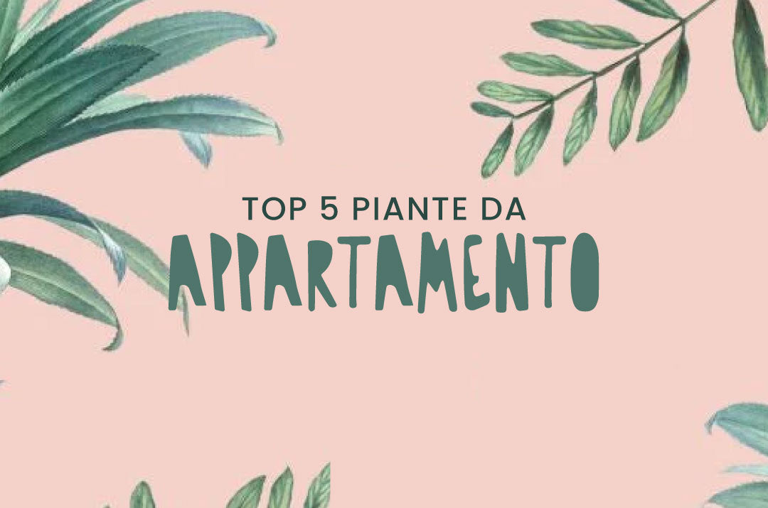 piante verdi da appartamento in vendita online su FlobFlower, scelte tra le varietà più particolari ed eleganti per l'arredo d'interni.
