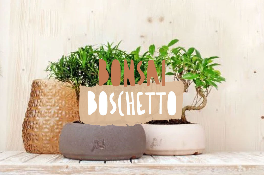 bonsai boschetto ornamentale in vaso, un esempio di arte millenaria per l'arredo di casa e ufficio selezionato dalla collezione di Flob Flower.