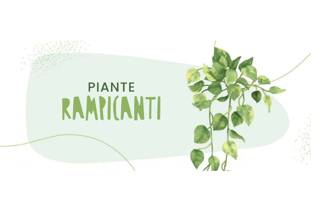 Piante rampicanti sempreverdi