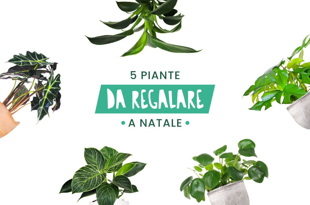 Splendide piante da interno, un'idea regalo tradizionale e green per decorare la casa durante le feste.