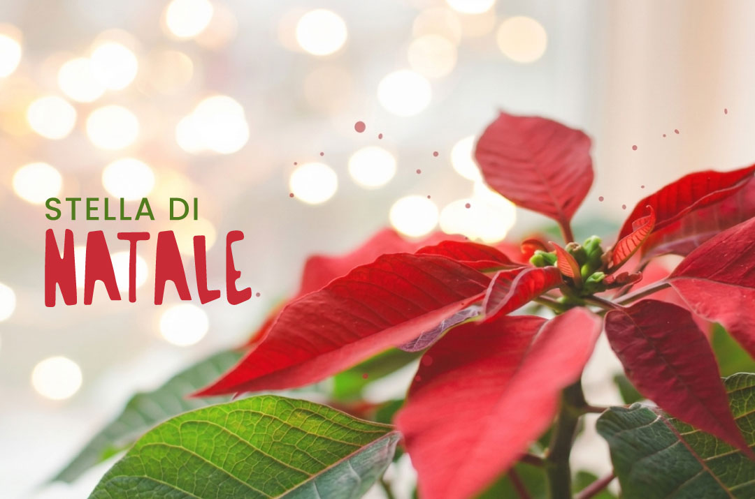 Stella di Natale: Come Curarla e Mantenerla
