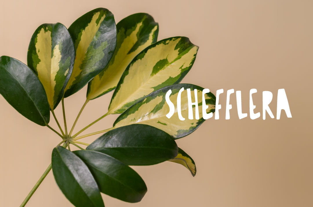 Pianta da appartamento Schefflera, una varietà tropicale rustica e facile da coltivare per l'arredo green di casa e ufficio.