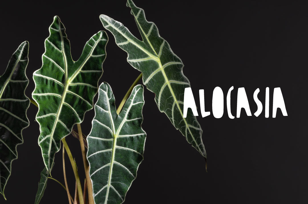 foglie di Pianta tropicale Alocasia, un elemento decorativo elegante e imponente per l'arredamento della casa.