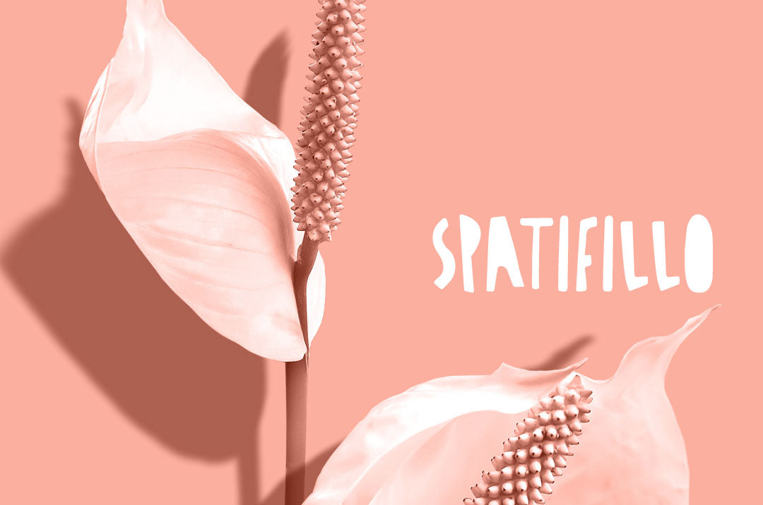 Spatifillo, una pianta da appartamento ornamentale, facile da coltivare e ideale per arredare la casa.