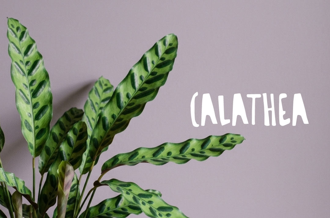 Pianta di Calathea lancifolia in vaso, con le sue caratteristiche foglie lanceolate a margini sinuosi, variegate di verde scuro sulla pagina superiore e violacee su quella inferiore.