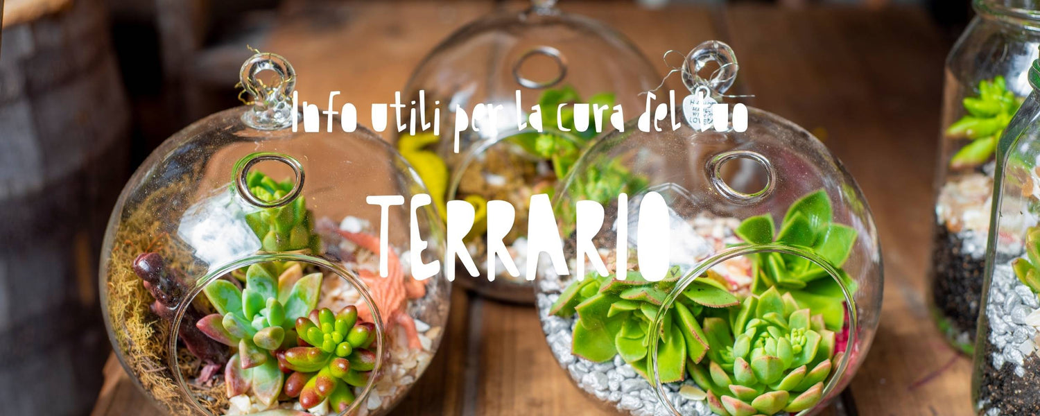 terrari chiusi in vetro che racchiudono un piccolo ecosistema autosufficiente con piantine in miniatura, muschio e strati visibili di terra e sassolini